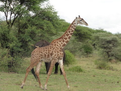 Masai Giraffe photo 3