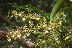 Epidendrum stamfordianum image
