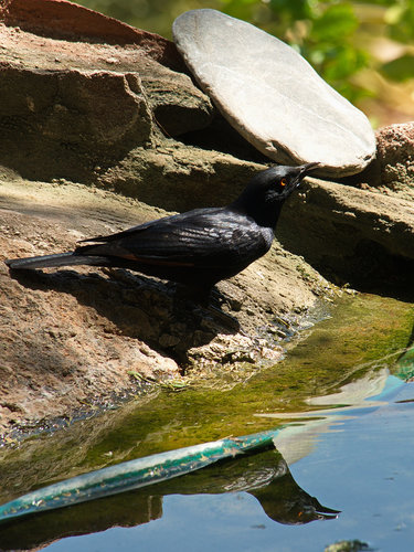 Onychognathus nabouroup