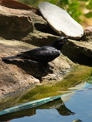 Onychognathus nabouroup