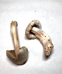 Inocybe pudica