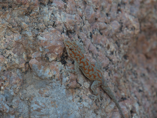 Rhoptropus boultoni