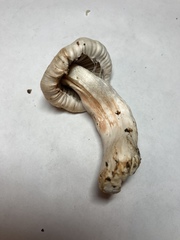Inocybe pudica