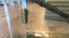 Papilio polytes stichius