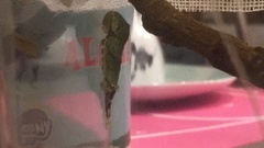 Papilio polytes stichius