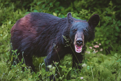 Ursus americanus