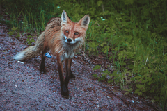 Vulpes vulpes