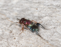 Agamerion cleptideum