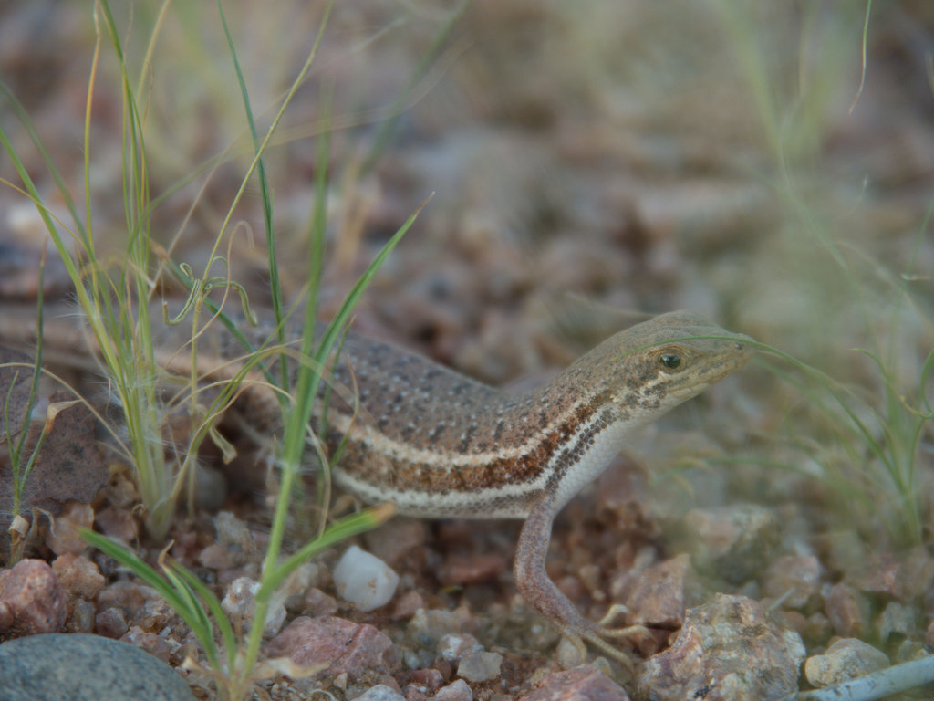 Wedge-snouted Skink