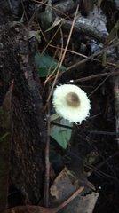 Cystolepiota seminuda