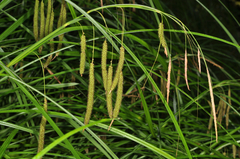Carex coriacea