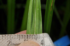 Carex coriacea