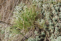 Cleistogenes squarrosa