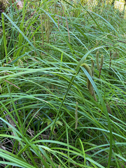 Carex coriacea