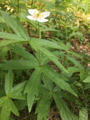 Anemonastrum dichotomum