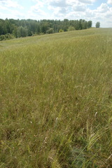 Stipa capillata