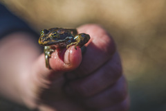 Rana pretiosa