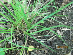 Carex willdenowii
