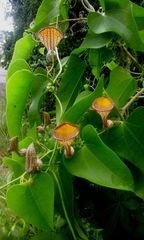 Aristolochia triangularis