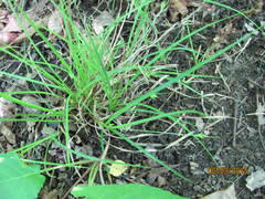 Carex willdenowii