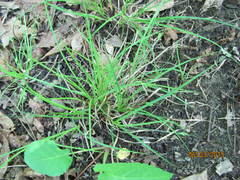 Carex willdenowii