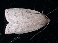 Prionocris protoxantha