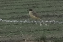 Motacilla flava thunbergi