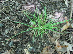 Carex willdenowii