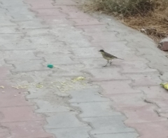 Motacilla flava thunbergi