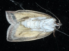 Prionocris protoxantha
