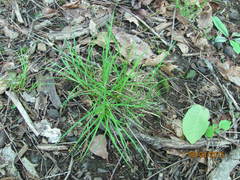 Carex willdenowii