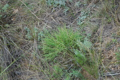 Cleistogenes squarrosa