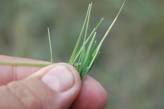 Cleistogenes squarrosa