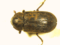 Mitophyllus