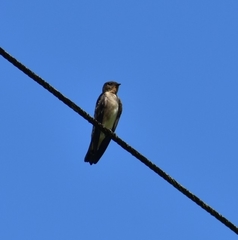 Stelgidopteryx ruficollis