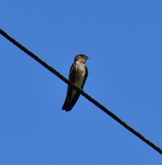 Stelgidopteryx ruficollis