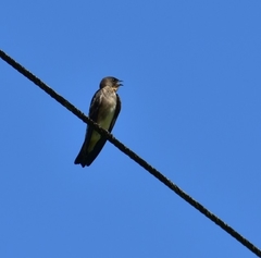 Stelgidopteryx ruficollis