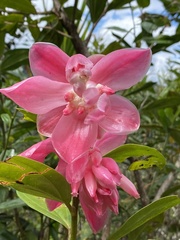 Cavendishia adenophora