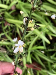 Chlorophytum comosum