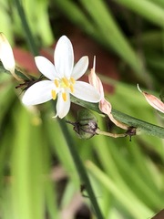 Chlorophytum comosum