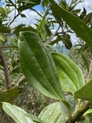 Cavendishia adenophora