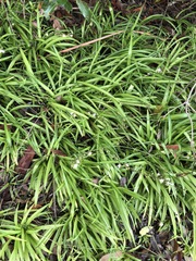 Chlorophytum comosum