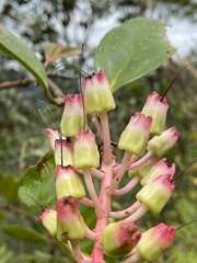 Cavendishia adenophora