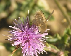 Anastoechus barbatus