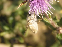 Anastoechus barbatus