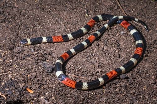 Photo of a Balsas Coral Snake (Micrurus laticollaris)