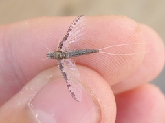 Callibaetis ferrugineus hageni