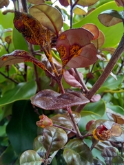 Austropuccinia psidii