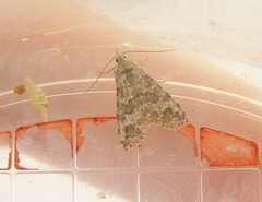 Alucita montana