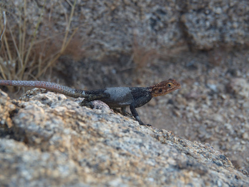 Agama planiceps
